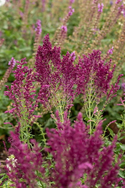 byliny-i-trawy_s-nemorosa_78213_8.jpg