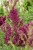 byliny-i-trawy_s-nemorosa_78213_7.jpg