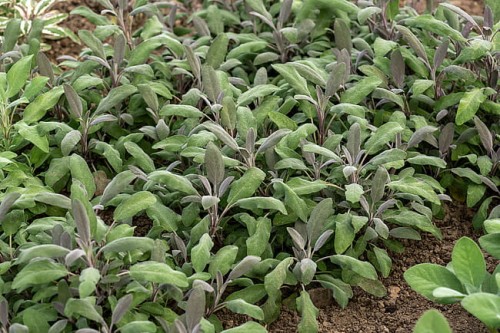 byliny-i-trawy_s-officinalis_77319_1.jpg