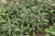 byliny-i-trawy_s-officinalis_77319_1.jpg