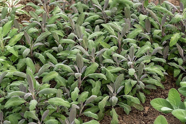 byliny-i-trawy_s-officinalis_77319_1.jpg