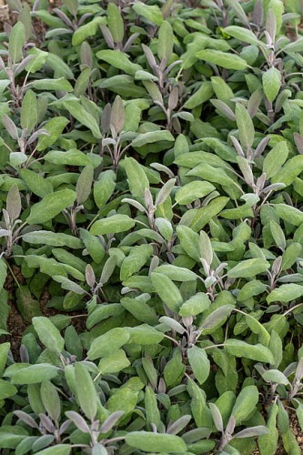 byliny-i-trawy_s-officinalis_77319_2.jpg