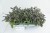 byliny-i-trawy_s-officinalis_77319_3.jpg