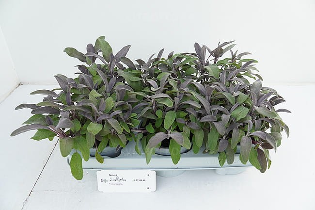 byliny-i-trawy_s-officinalis_77319_3.jpg