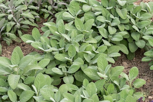 byliny-i-trawy_s-officinalis_78246_1 (1).jpg