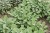 byliny-i-trawy_s-officinalis_78246_1 (1).jpg