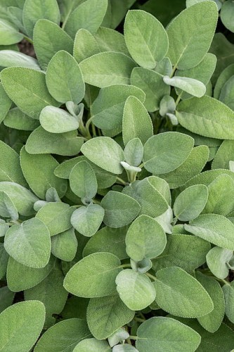 byliny-i-trawy_s-officinalis_78246_2.jpg