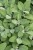 byliny-i-trawy_s-officinalis_78246_2.jpg