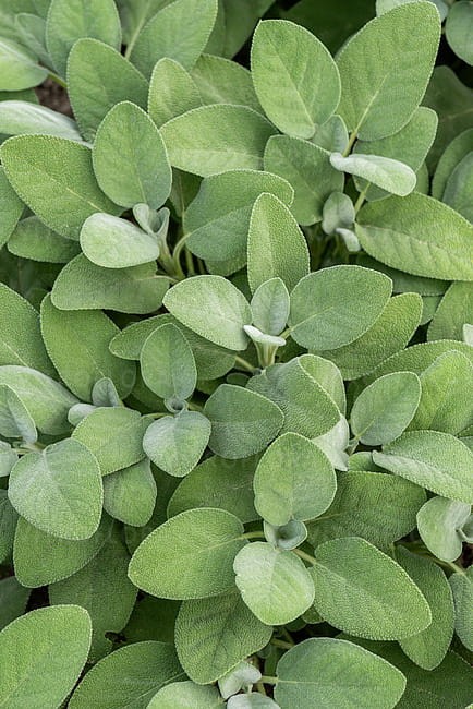 byliny-i-trawy_s-officinalis_78246_2.jpg