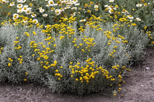 santolina-chamaecyparissus_4.jpg