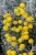 santolina-chamaecyparissus_6.jpg