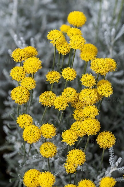 santolina-chamaecyparissus_6.jpg
