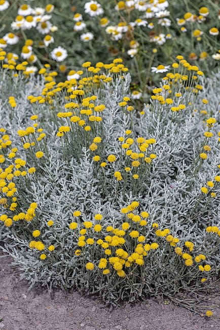 santolina-chamaecyparissus_5.jpg