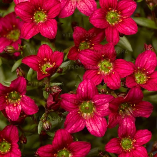 saxifraga-alpino-early-rose_71828_1.jpg