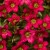 saxifraga-alpino-early-rose_71828_1.jpg