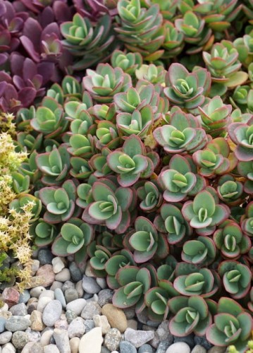 sedum-sunsparkler-lime-zinger_71890_2.jpg