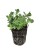 sedum-sunsparkler-lime-zinger_10.jpg