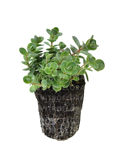 sedum-sunsparkler-lime-zinger_10.jpg