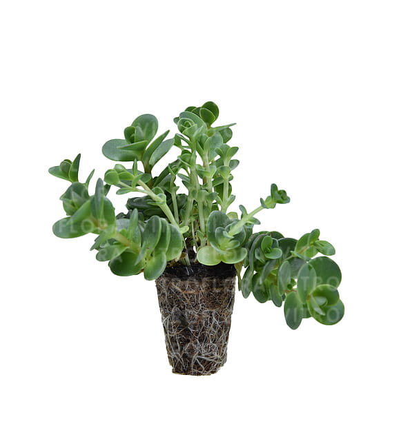 sedum-sunsparkler-lime-zinger_8.jpg