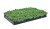 sedum-sunsparkler-lime-zinger_6.jpg