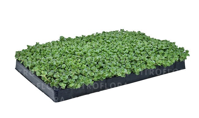 sedum-sunsparkler-lime-zinger_6.jpg