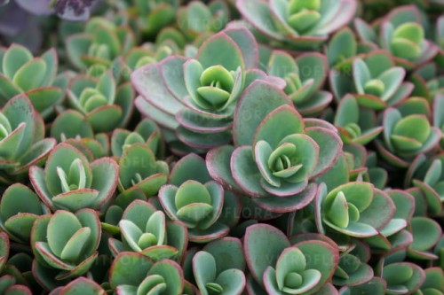sedum-sunsparkler-lime-zinger_71890_7.jpg