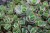 sedum-sunsparkler-lime-zinger_71890_7.jpg