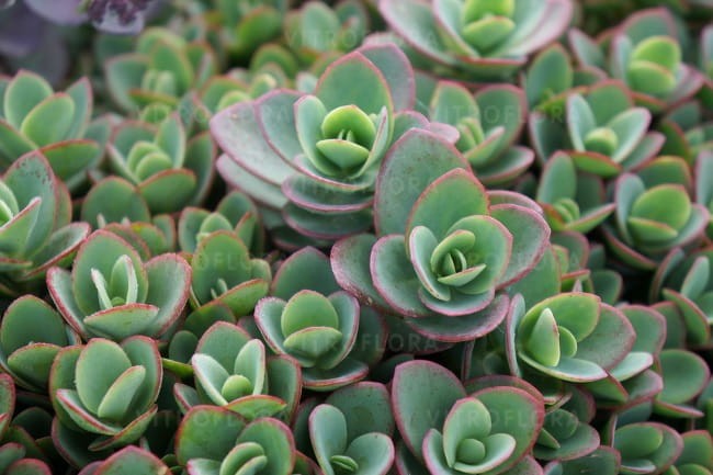 sedum-sunsparkler-lime-zinger_71890_7.jpg