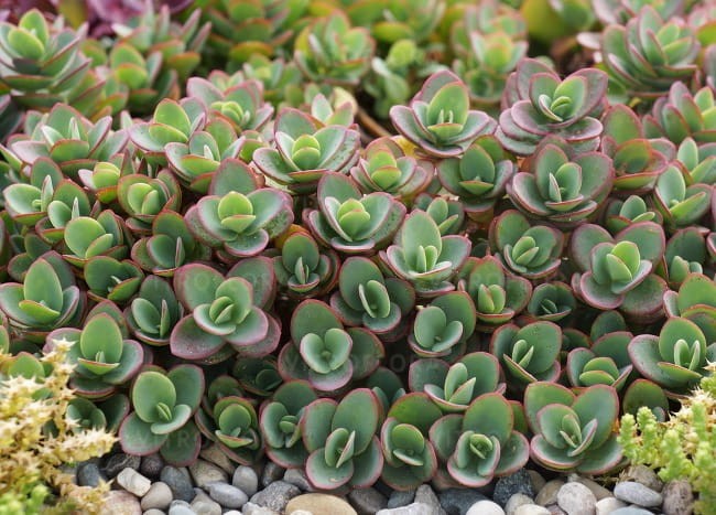 sedum-sunsparkler-lime-zinger_71890_3.jpg