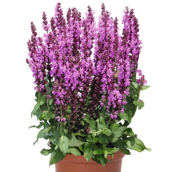 magenta