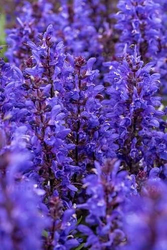 salvia