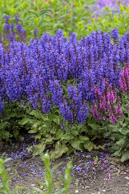 salvia