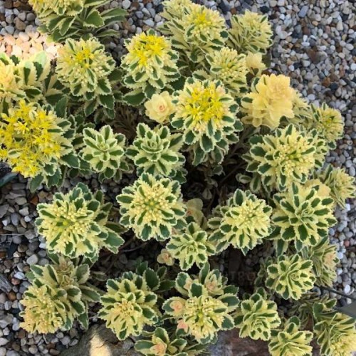 byliny-i-trawy_mat-forming-habit_75276_3.jpg