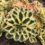 byliny-i-trawy_mat-forming-habit_75276_1.jpg