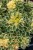 sedum-atlantis_4.jpg