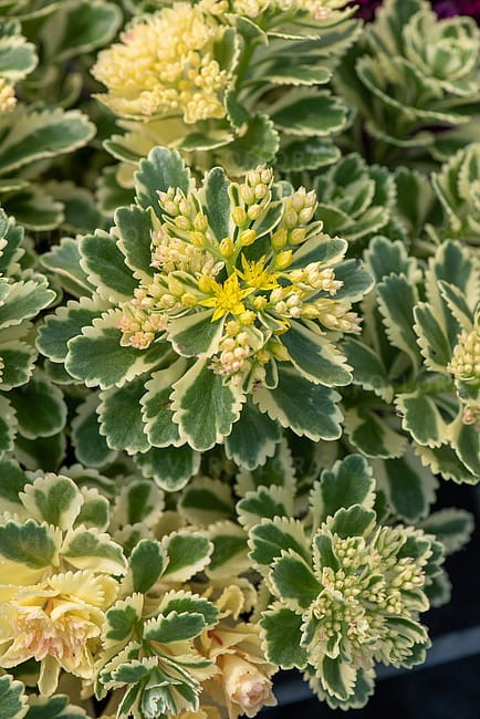 sedum-atlantis_4.jpg