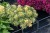 sedum-atlantis_2.jpg