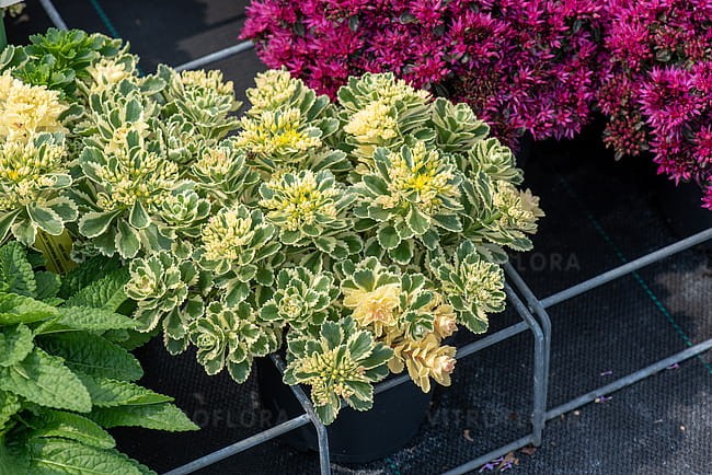sedum-atlantis_2.jpg