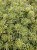 sedum-atlantis_1.jpg