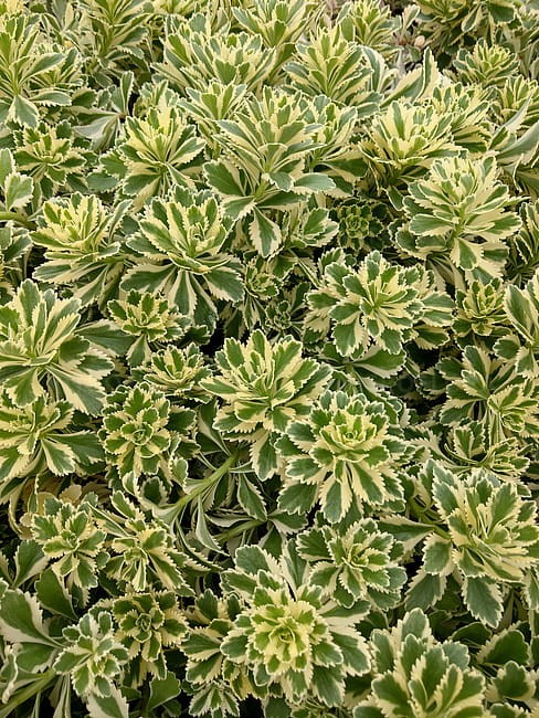 sedum-atlantis_1.jpg