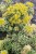 sedum-atlantis_5.jpg