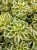 sedum-atlantis_3.jpg