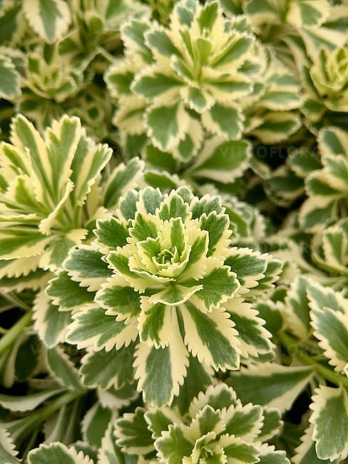 sedum-atlantis_3.jpg