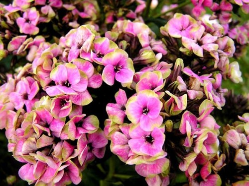 floks