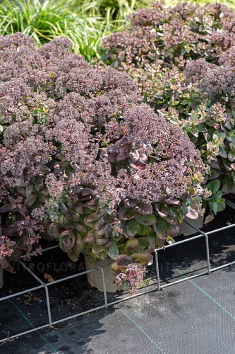 sedum-globe-yellow_4.jpg