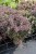 sedum-globe-yellow_4.jpg