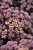 byliny-i-trawy_sedum-rozchodnik_70464_6.jpg