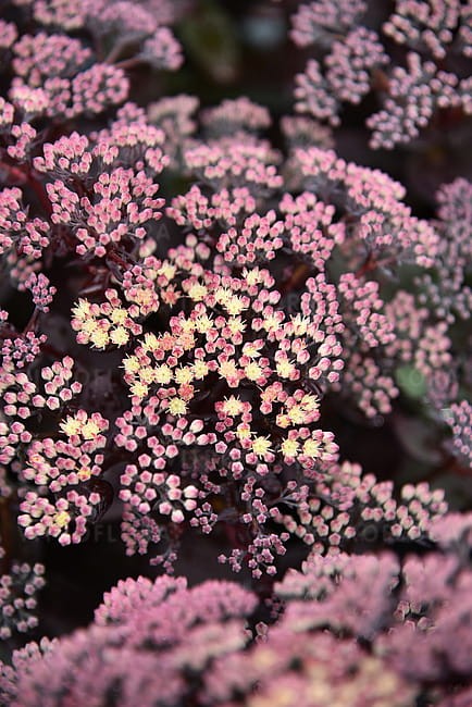byliny-i-trawy_sedum-rozchodnik_70464_6.jpg