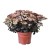 byliny-i-trawy_sedum-rozchodnik_70464_4.jpg