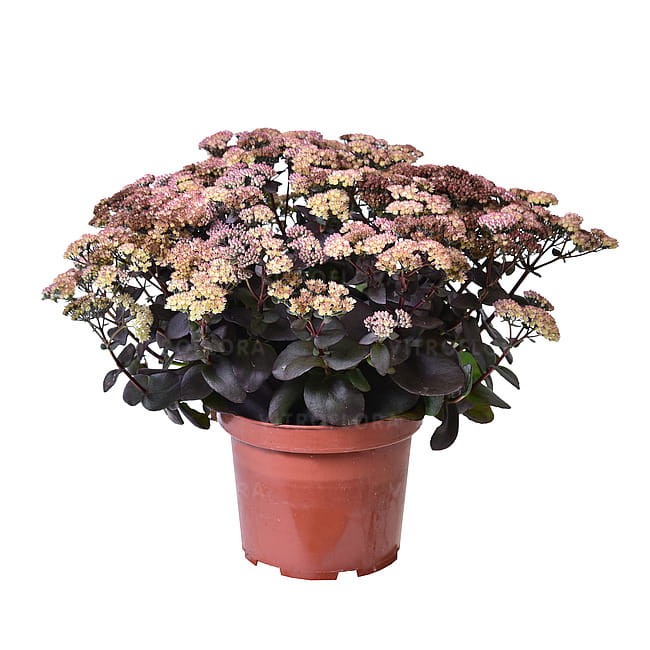 byliny-i-trawy_sedum-rozchodnik_70464_4.jpg